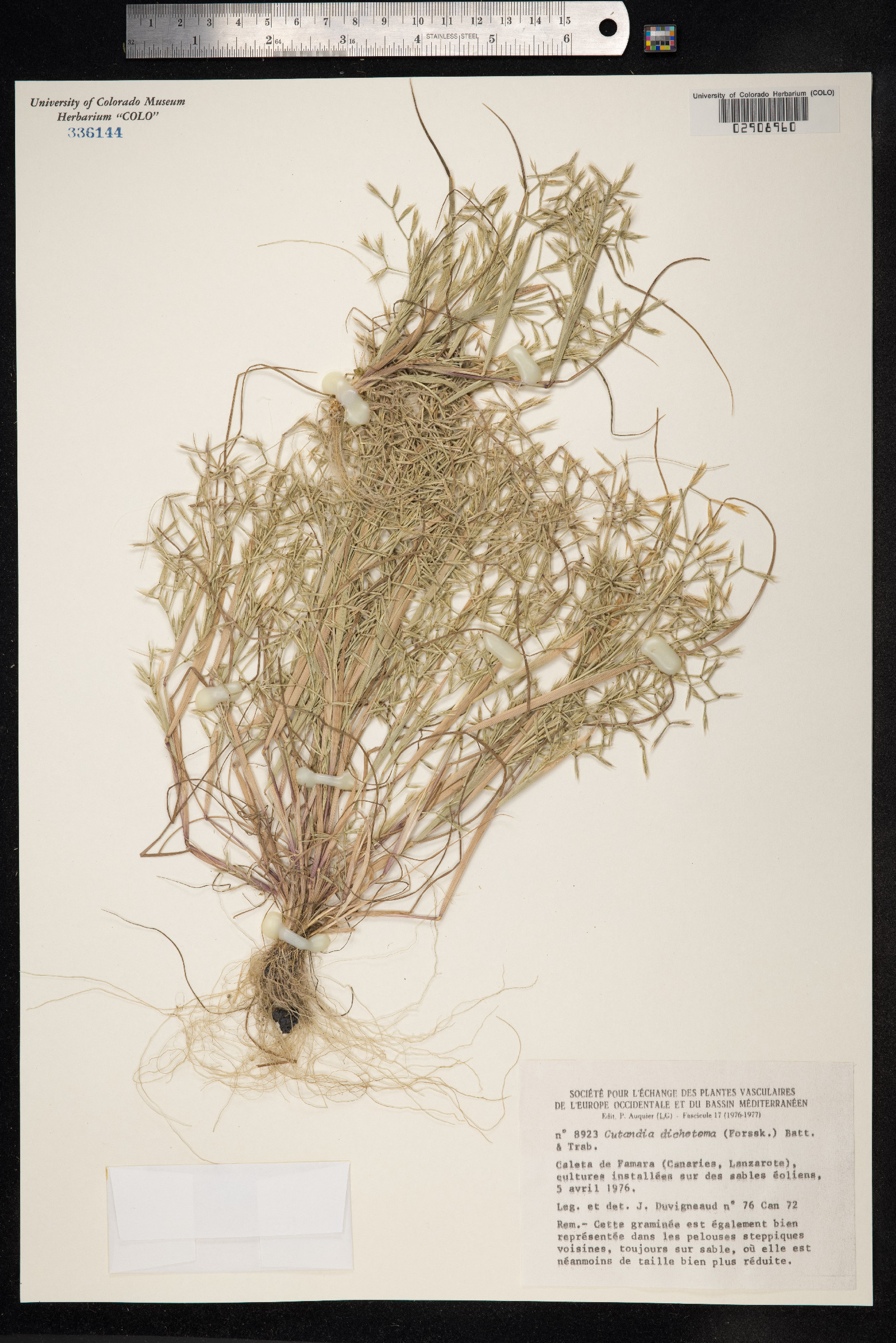 Cutandia dichotoma image