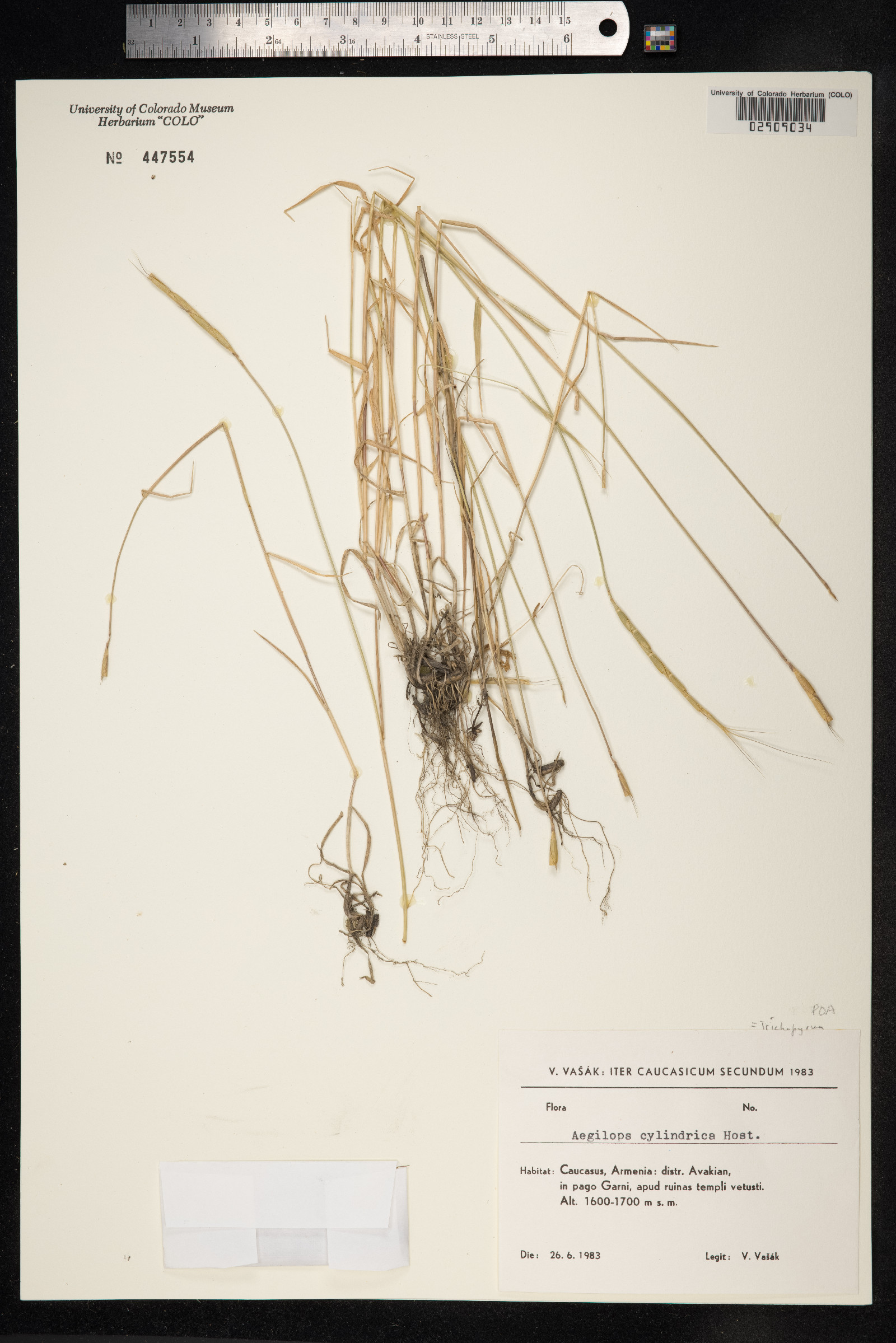 Aegilops cylindrica image