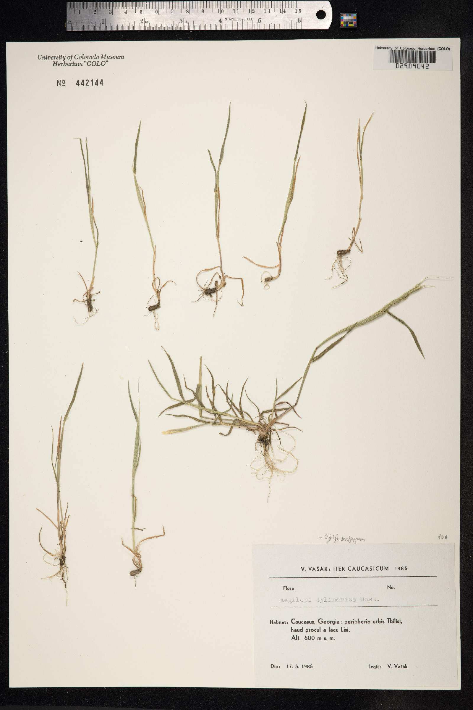 Aegilops cylindrica image