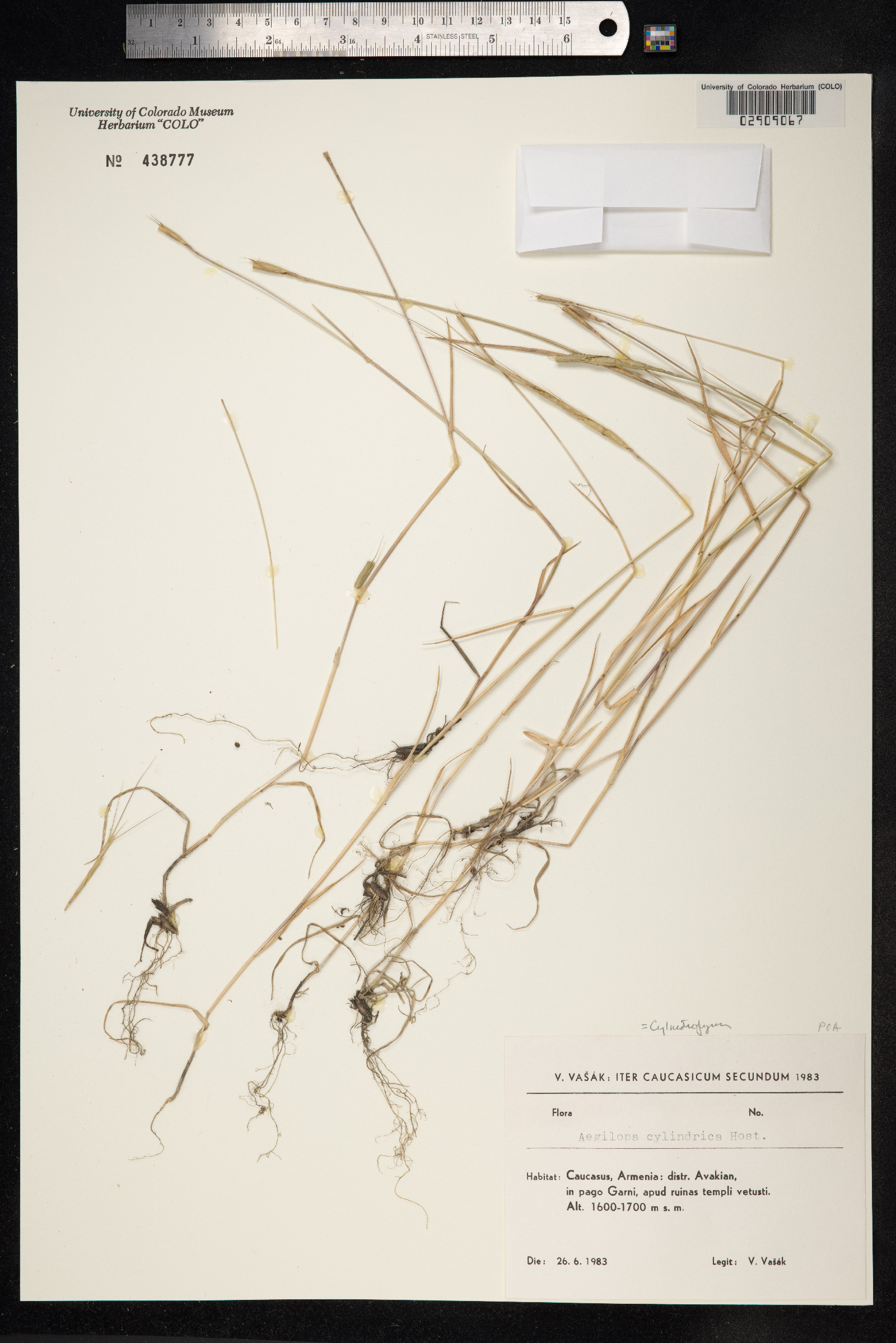 Aegilops cylindrica image