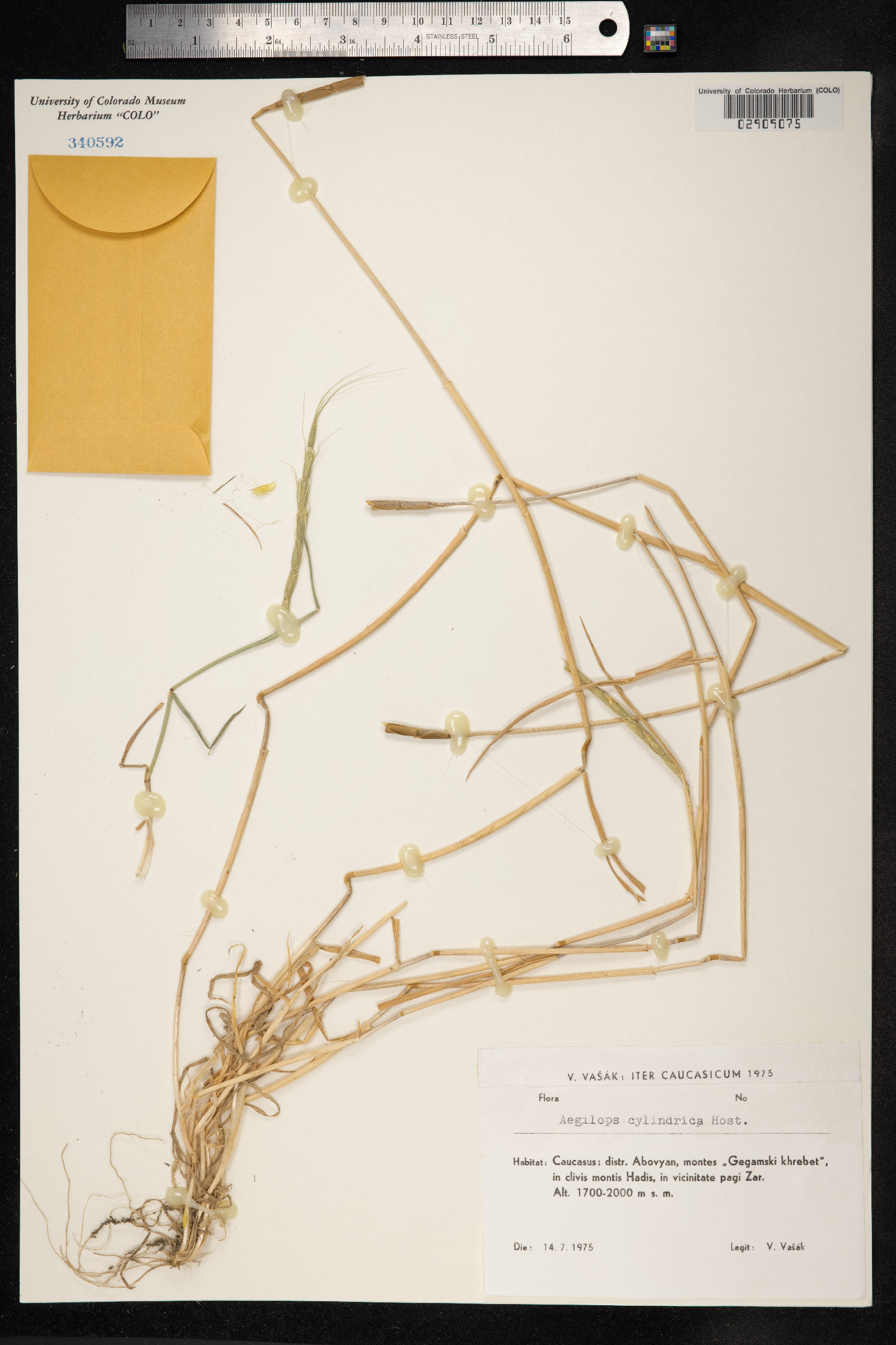 Aegilops cylindrica image