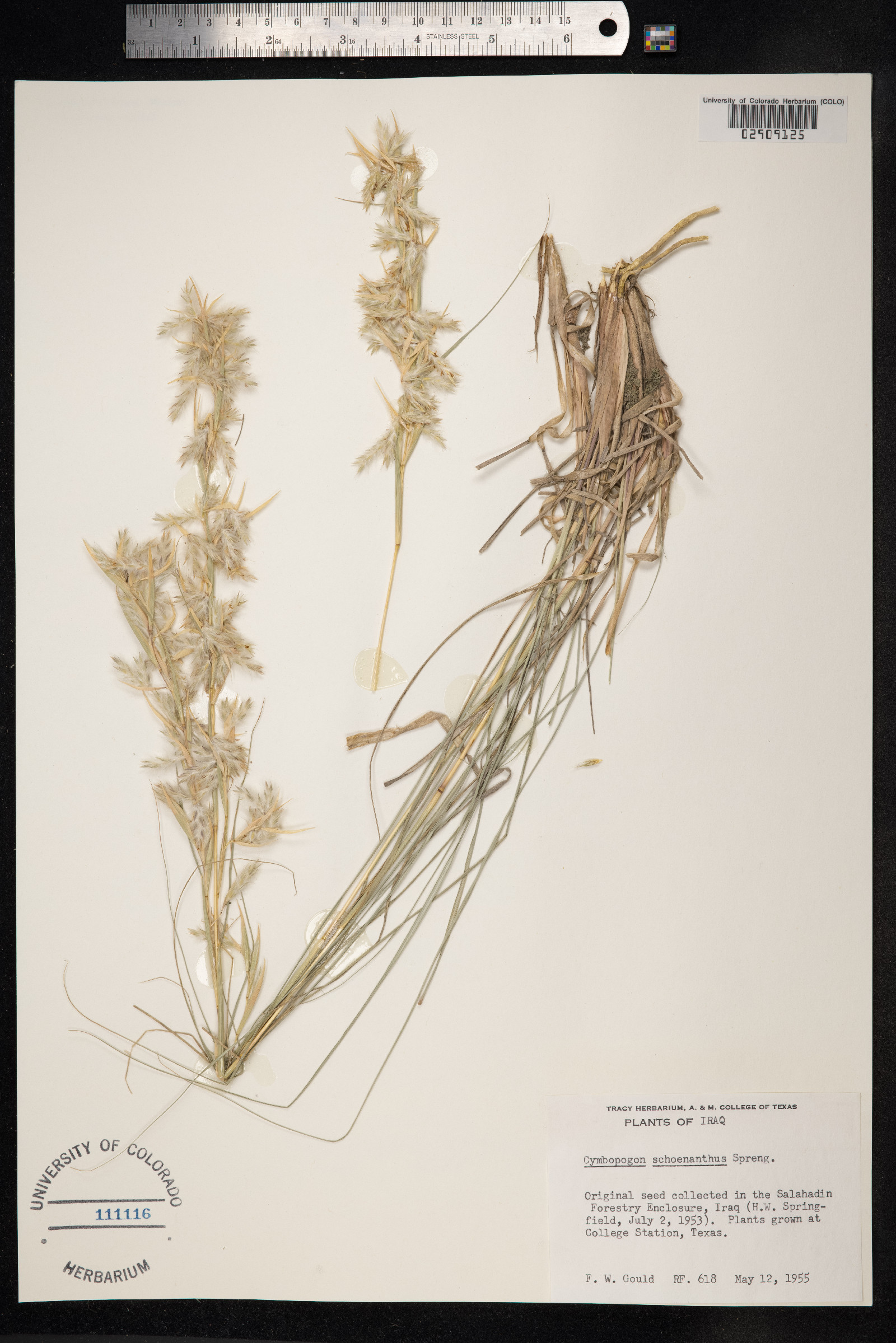 Cymbopogon schoenanthus image