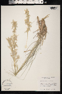 Cymbopogon schoenanthus image