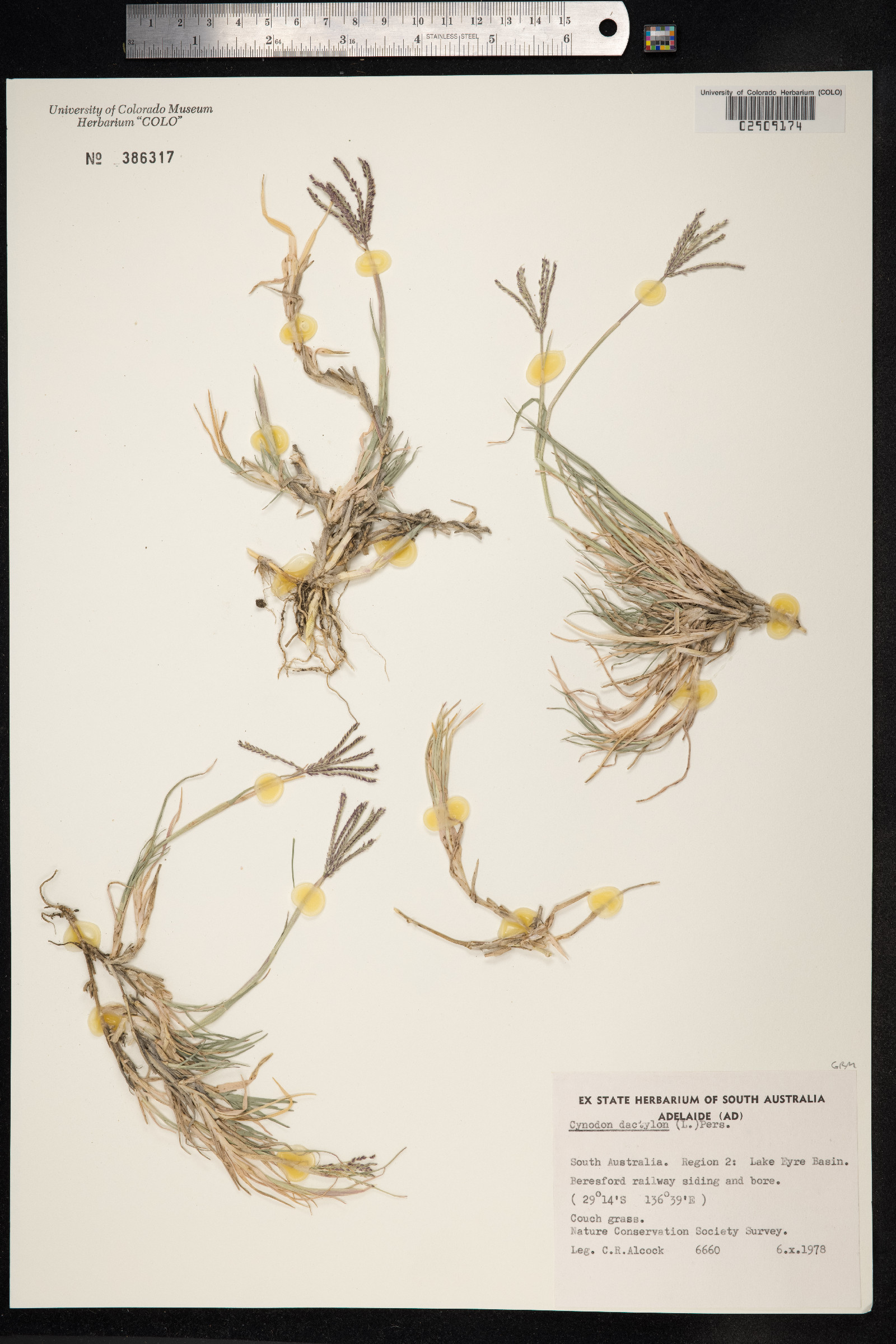 Cynodon dactylon image