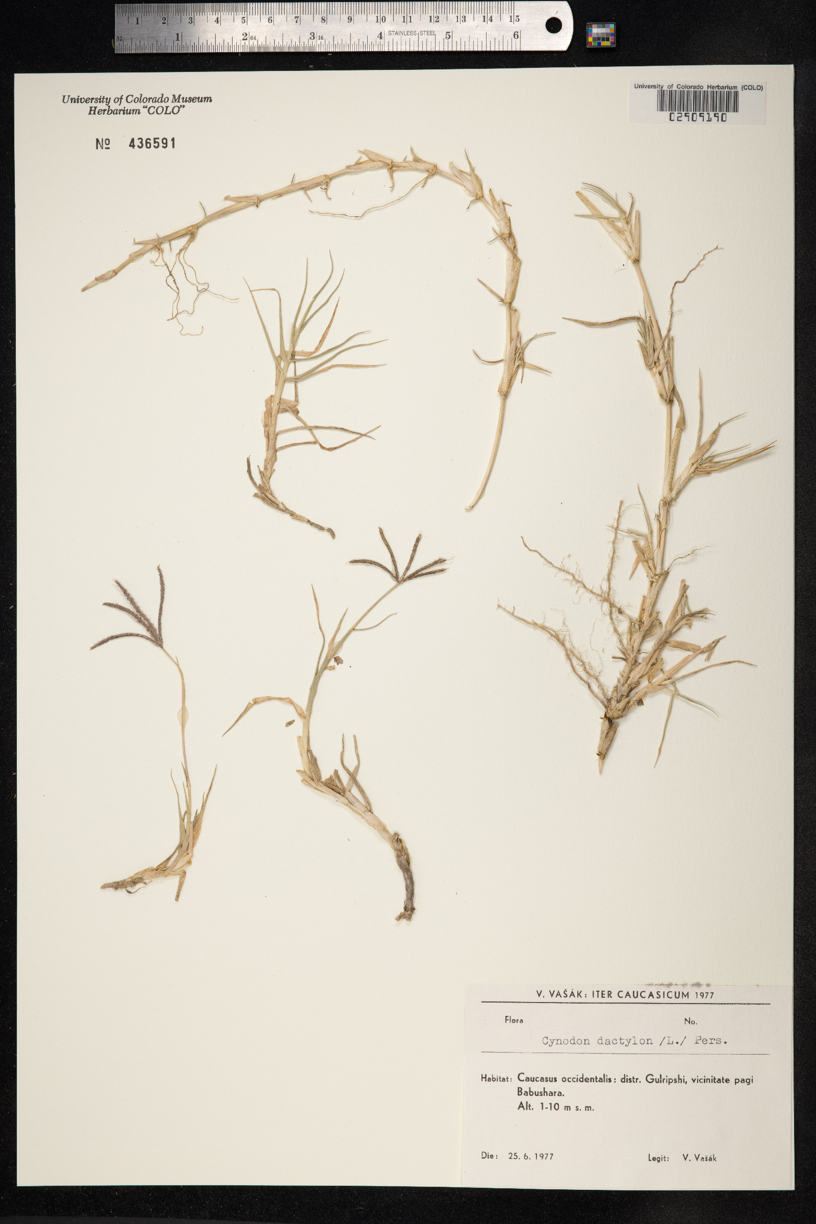 Cynodon dactylon image