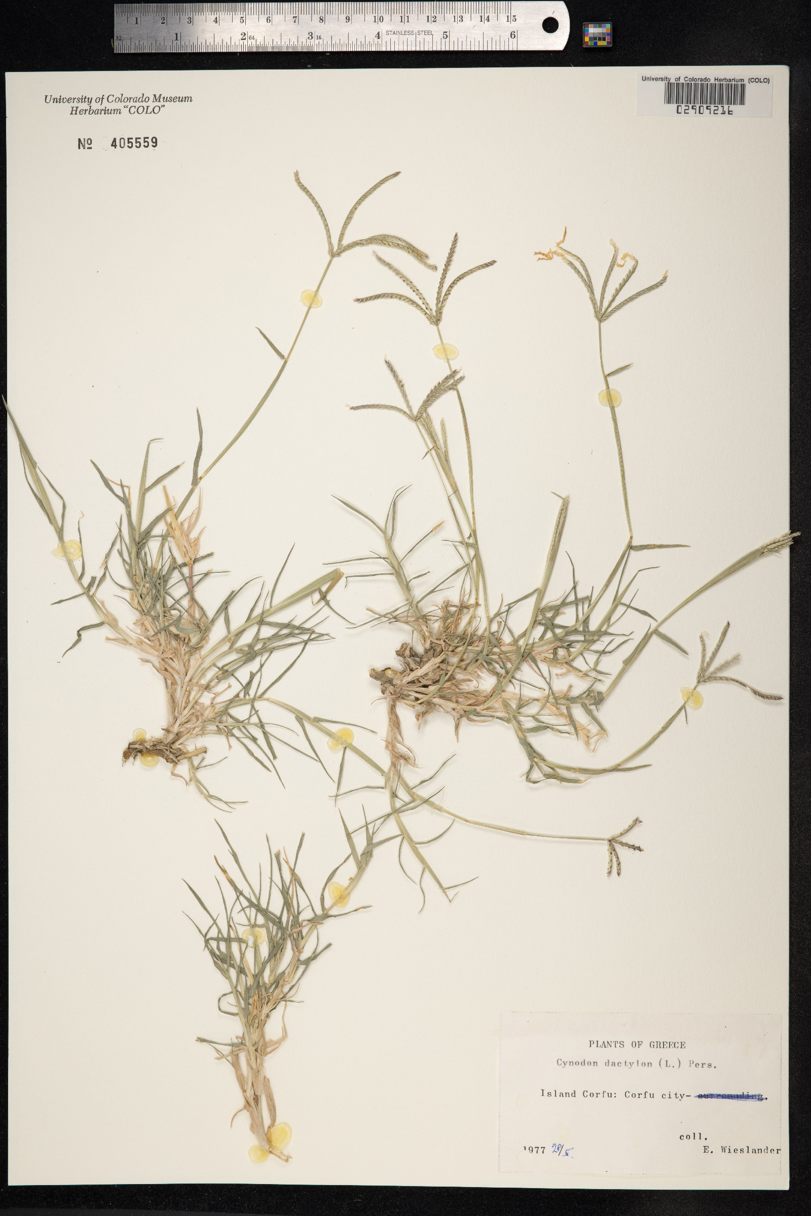 Cynodon image