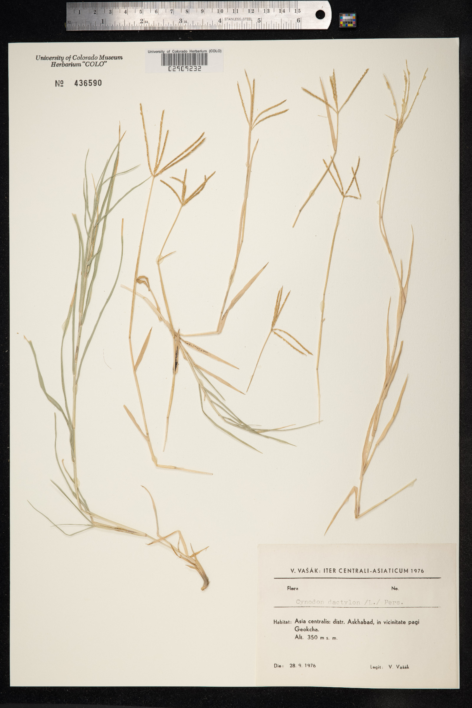 Cynodon dactylon image
