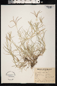Cynodon dactylon image