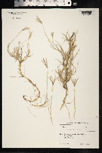 Cynodon dactylon image