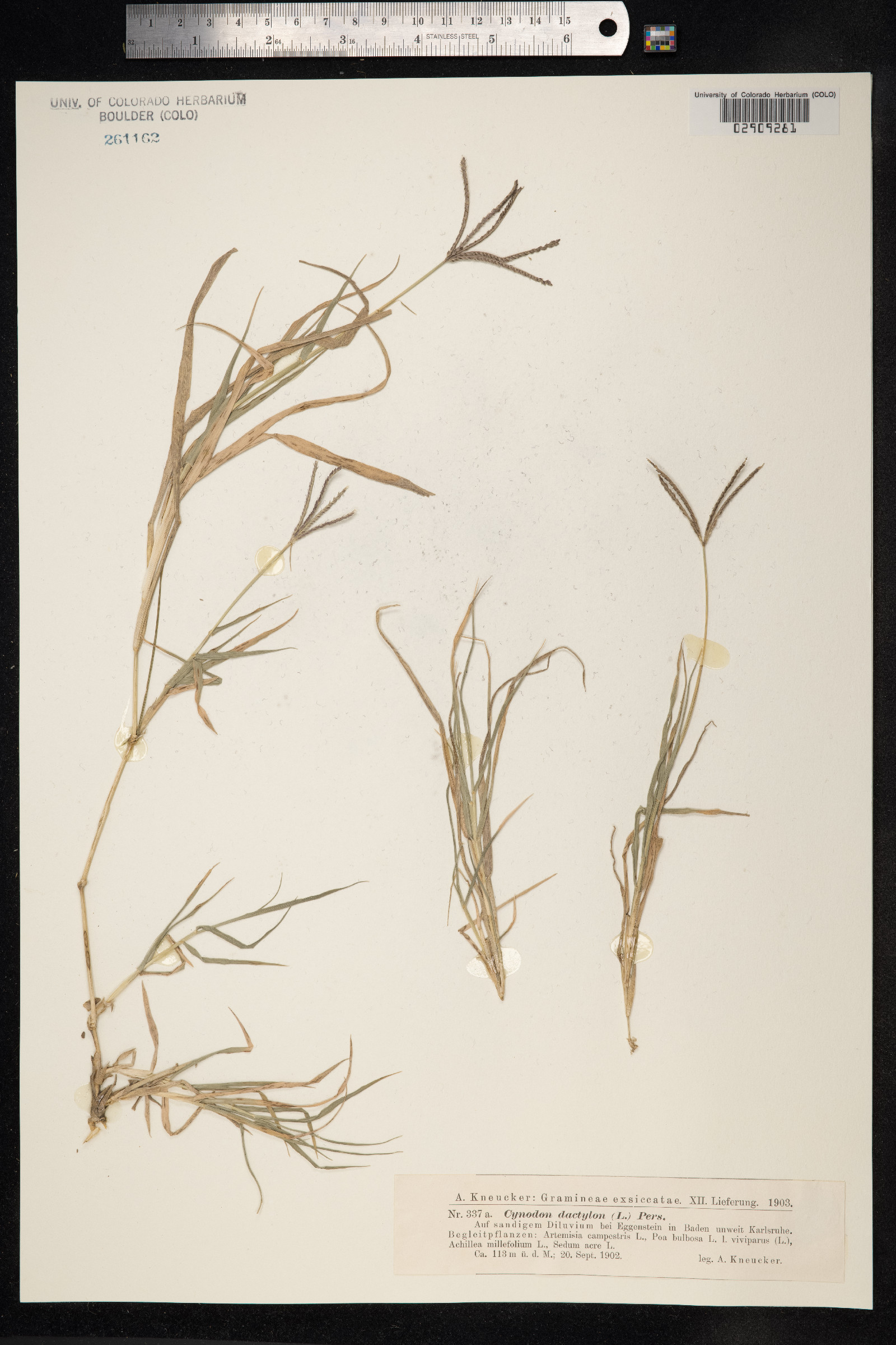 Cynodon dactylon image