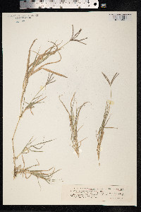 Cynodon dactylon image