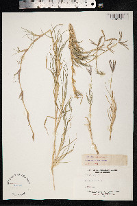 Cynodon dactylon image