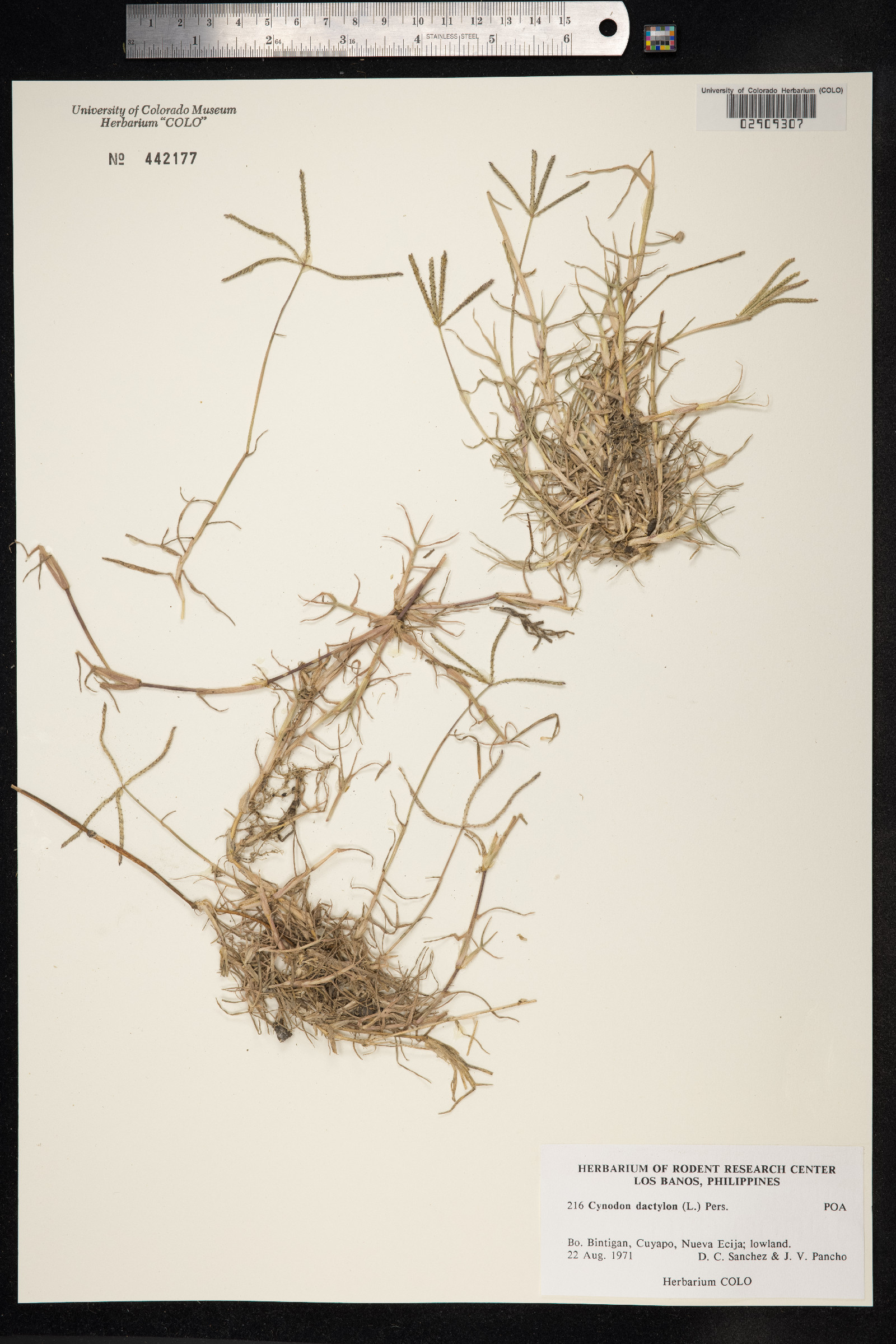 Cynodon dactylon image