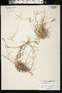 Cynodon dactylon image