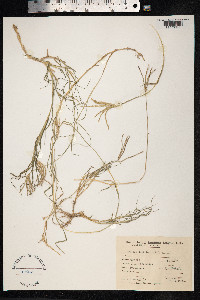 Cynodon dactylon image