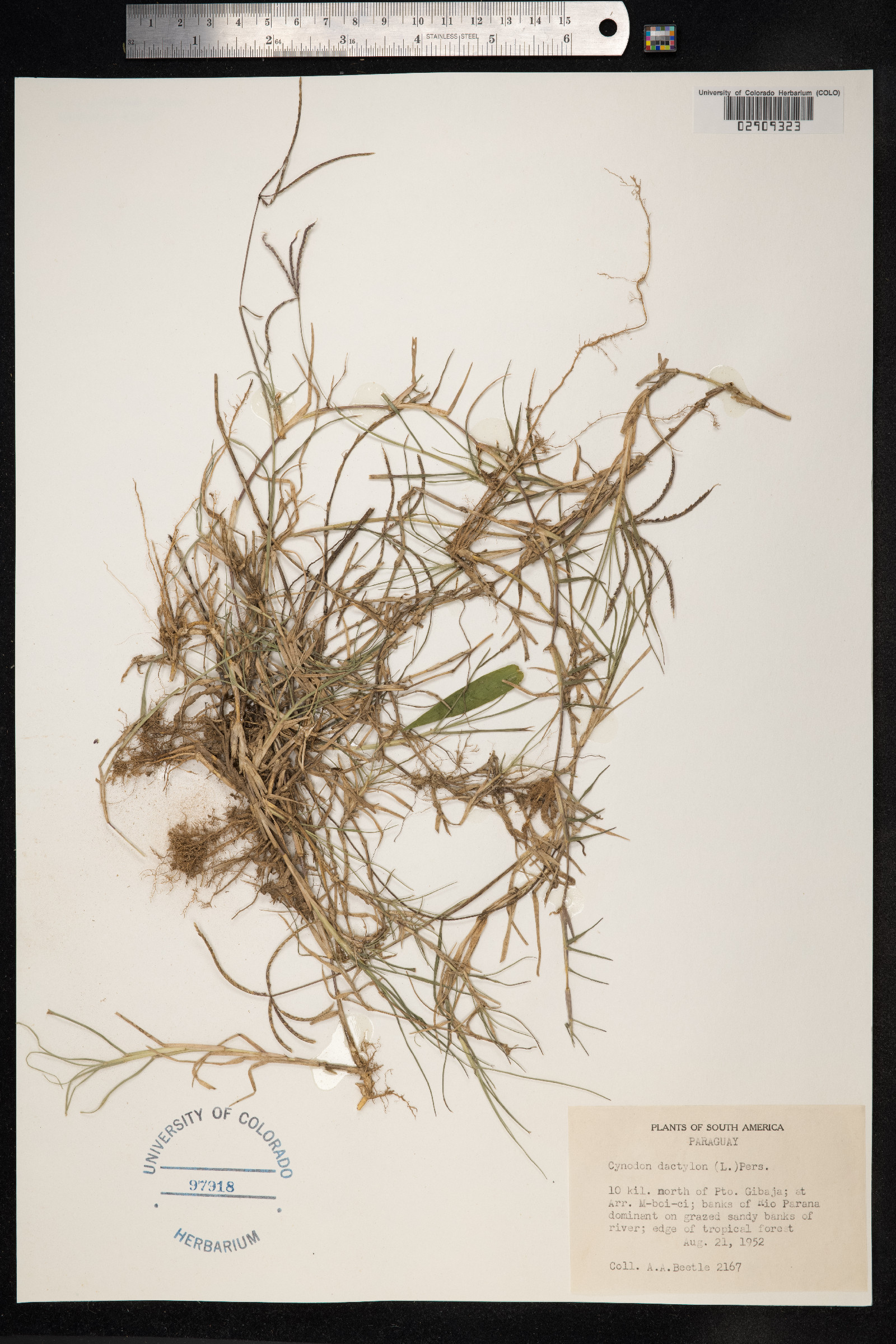 Cynodon dactylon image
