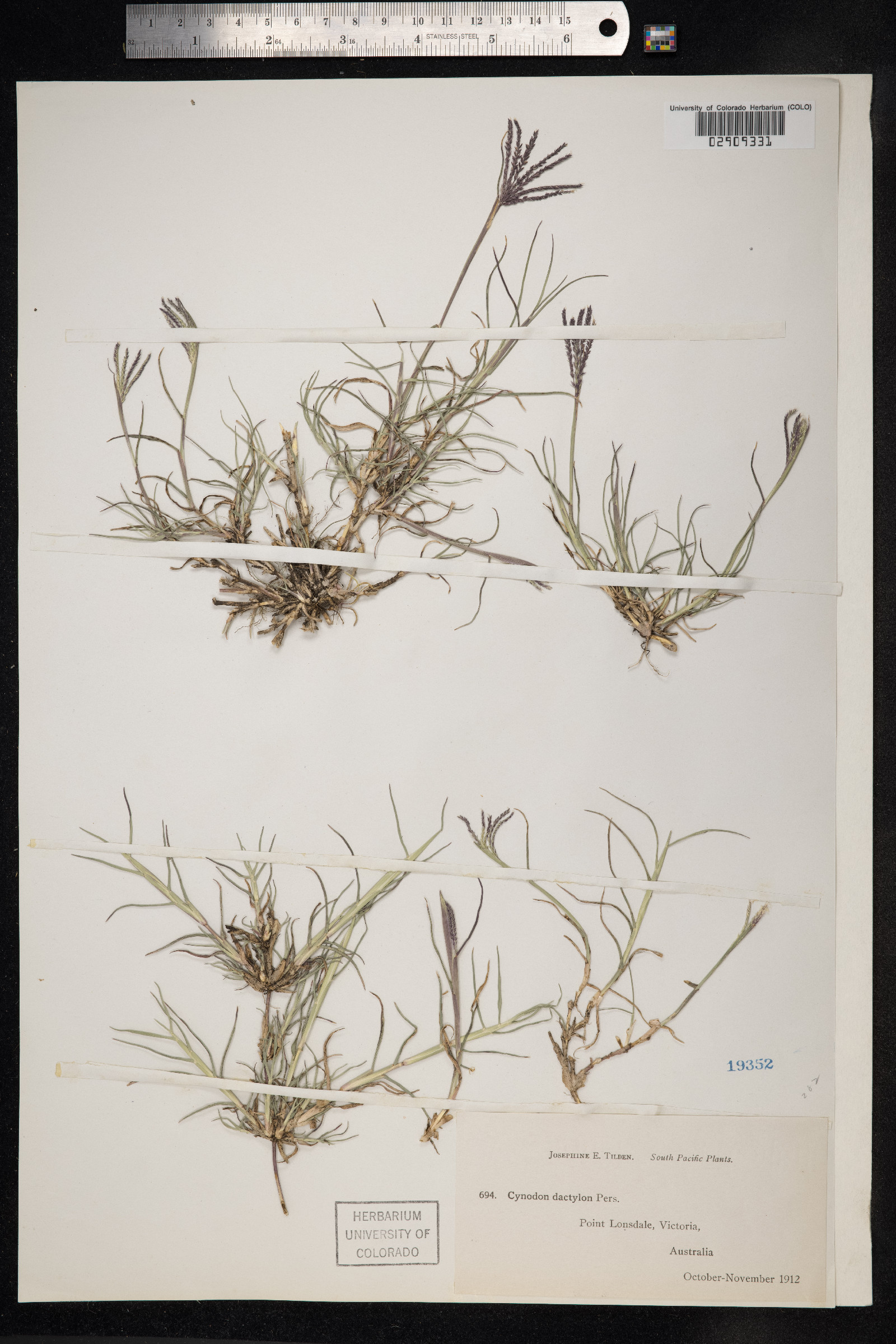 Cynodon dactylon image