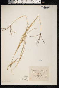 Cynodon dactylon image