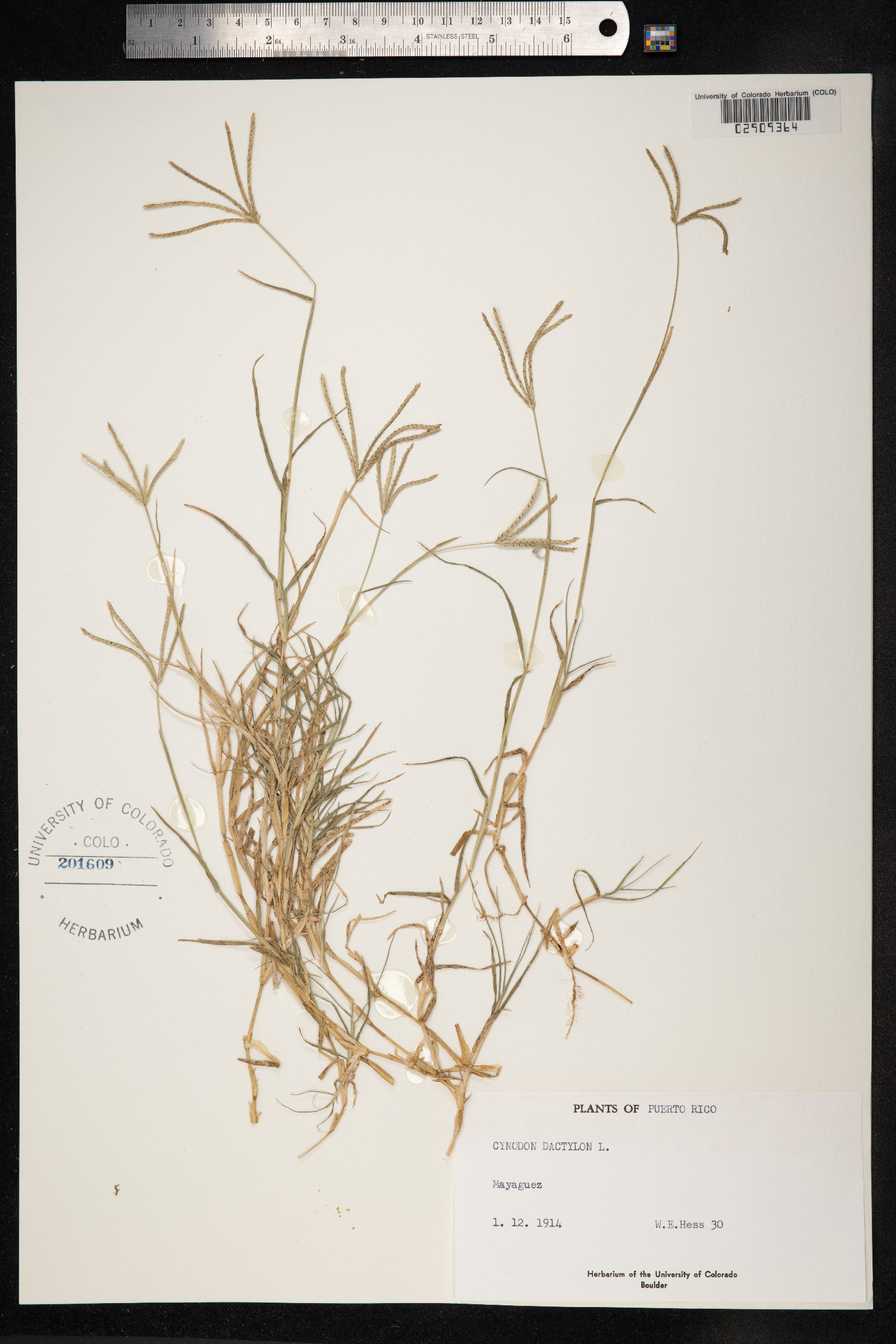 Cynodon dactylon image