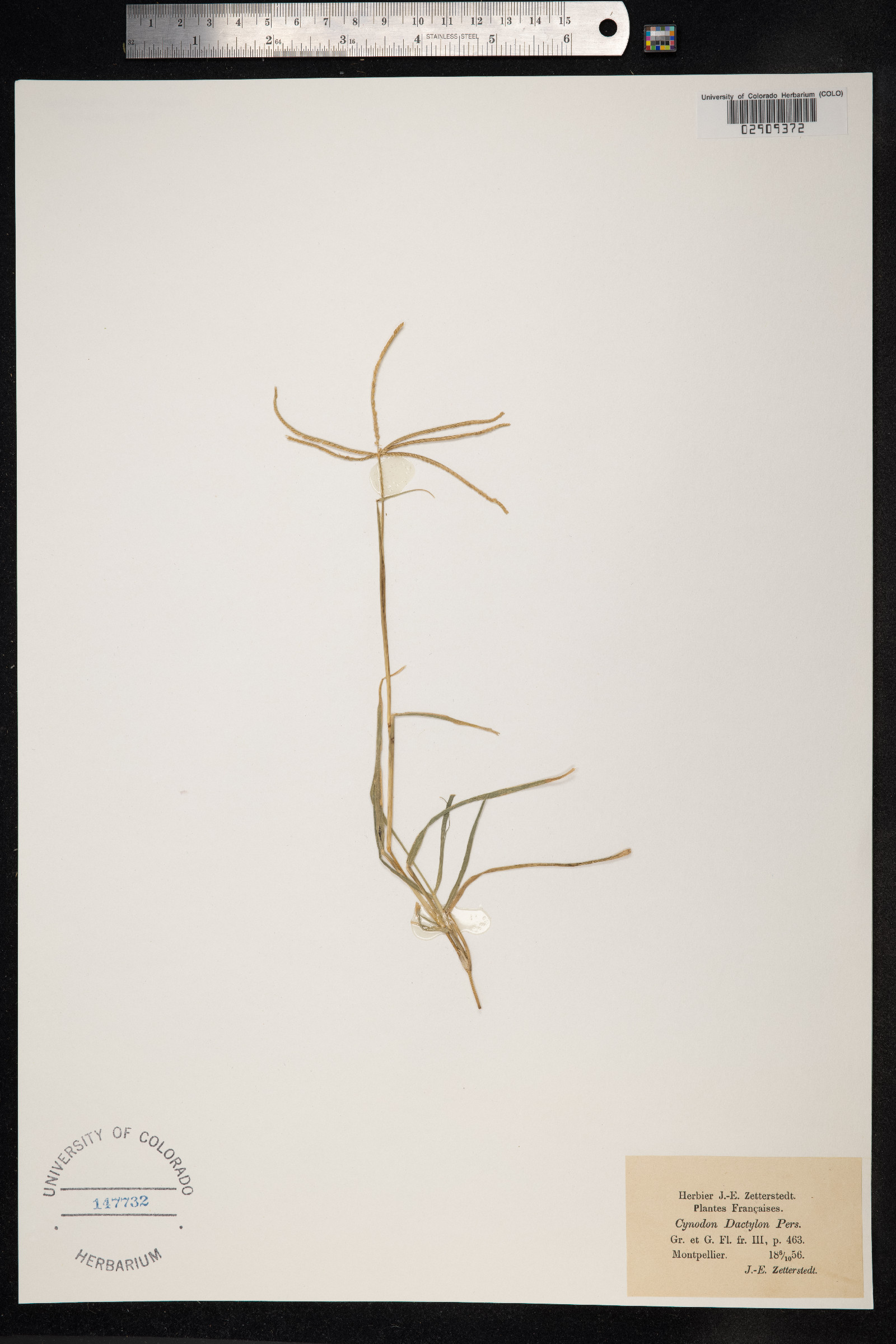 Cynodon dactylon image