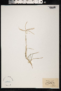 Cynodon dactylon image