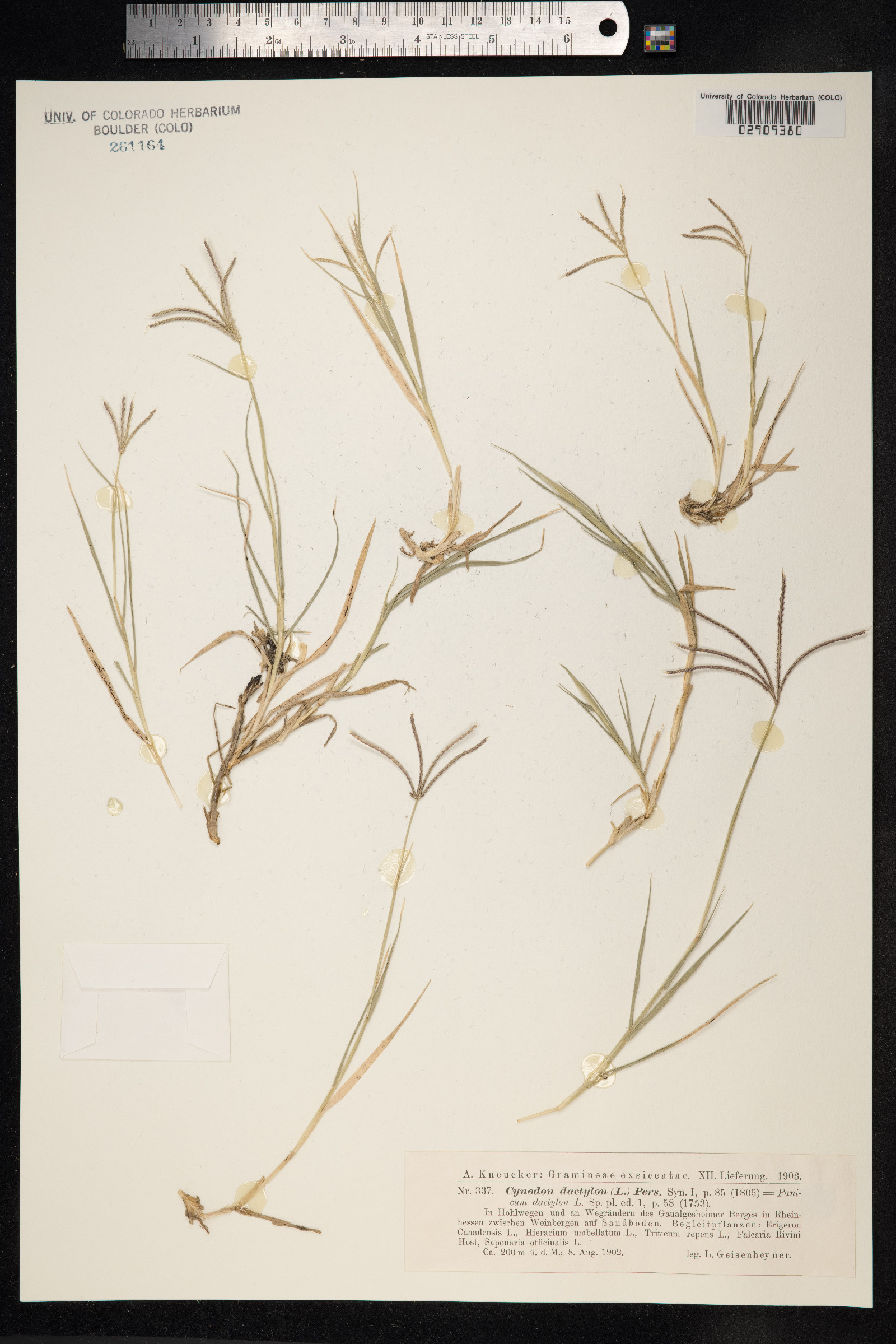 Cynodon dactylon image