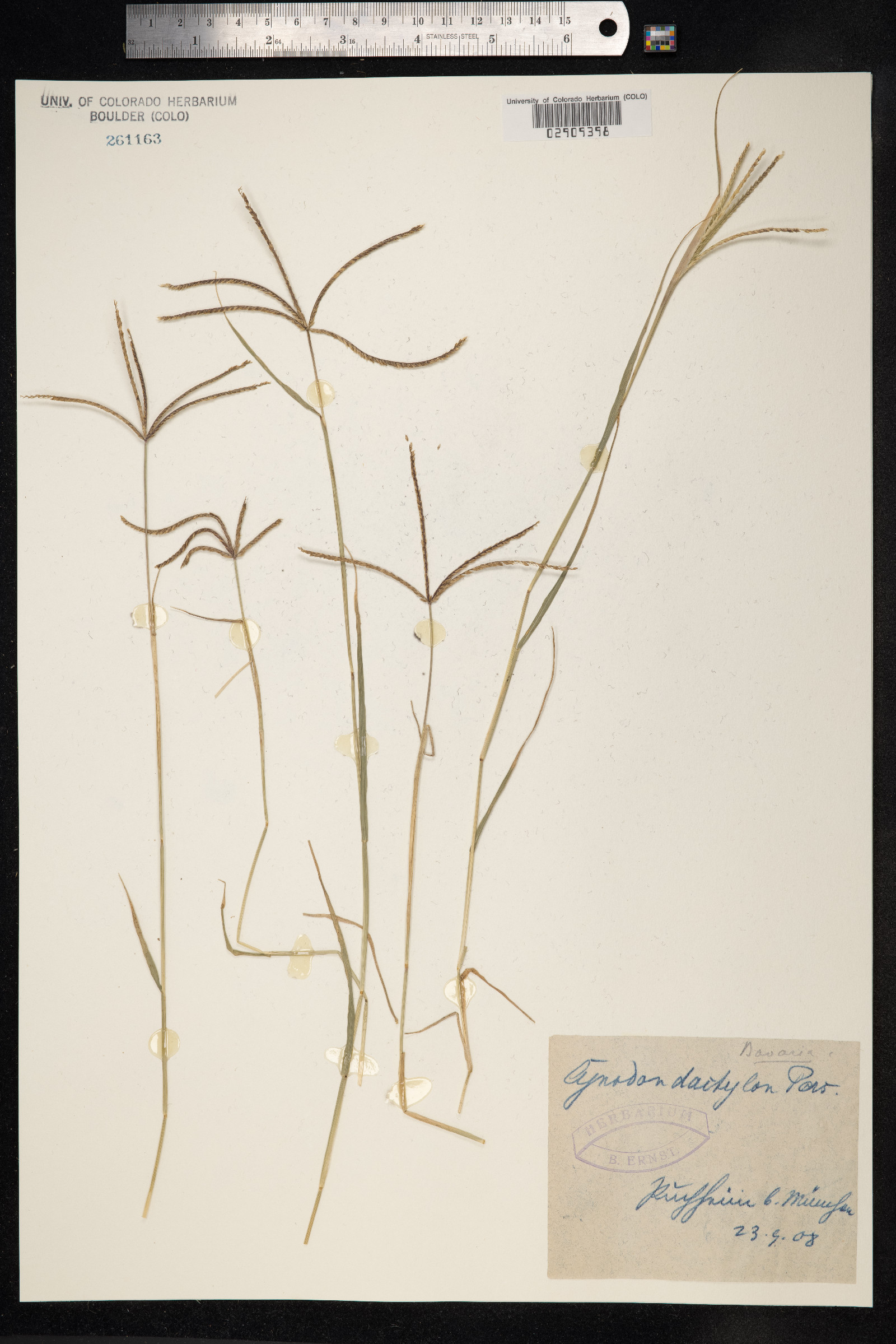 Cynodon image