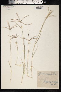 Cynodon dactylon image