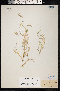 Cynodon dactylon image