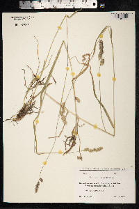 Dactylis glomerata image