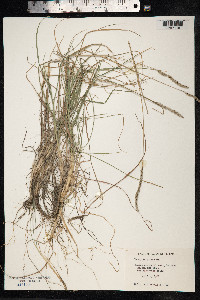 Dactylis glomerata image