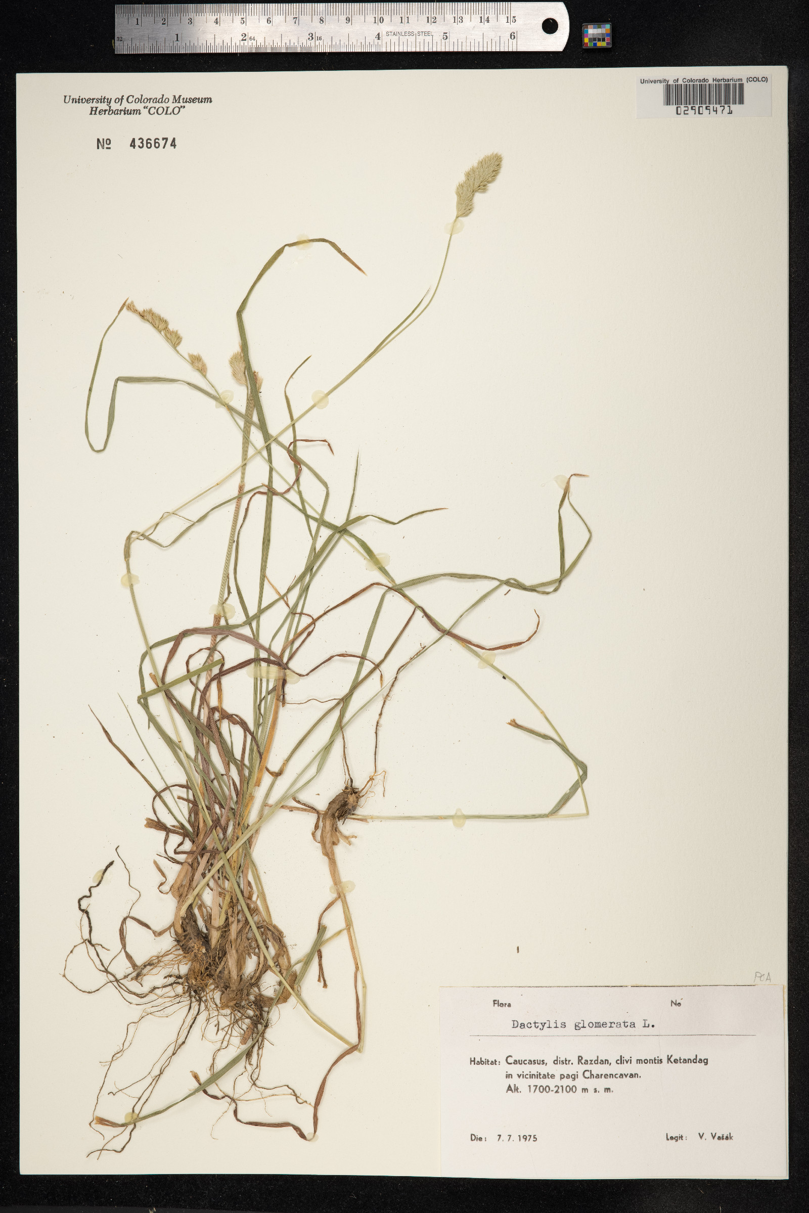Dactylis glomerata image