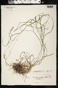 Dactylis glomerata image