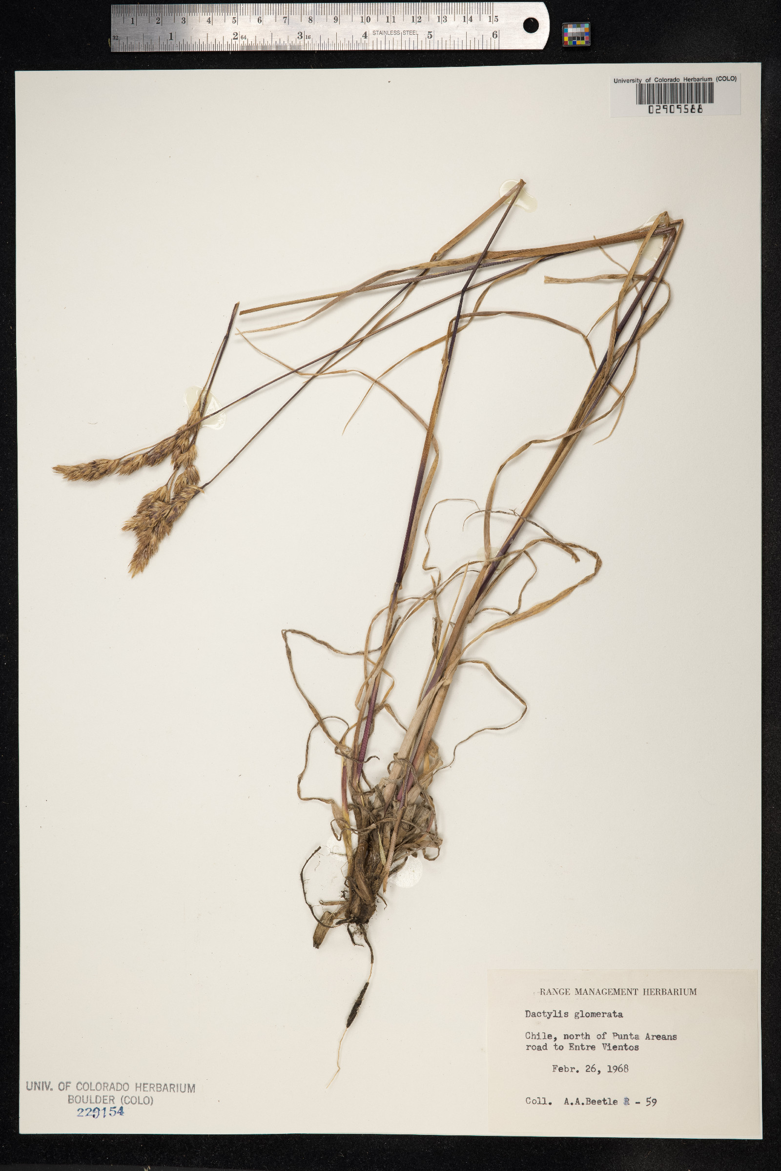 Dactylis glomerata image