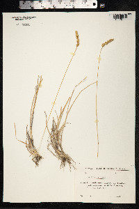 Dactylis glomerata image