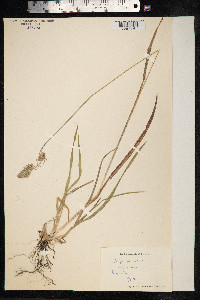 Dactylis glomerata image