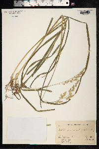 Dactylis glomerata image