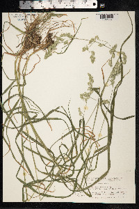 Dactylis glomerata image