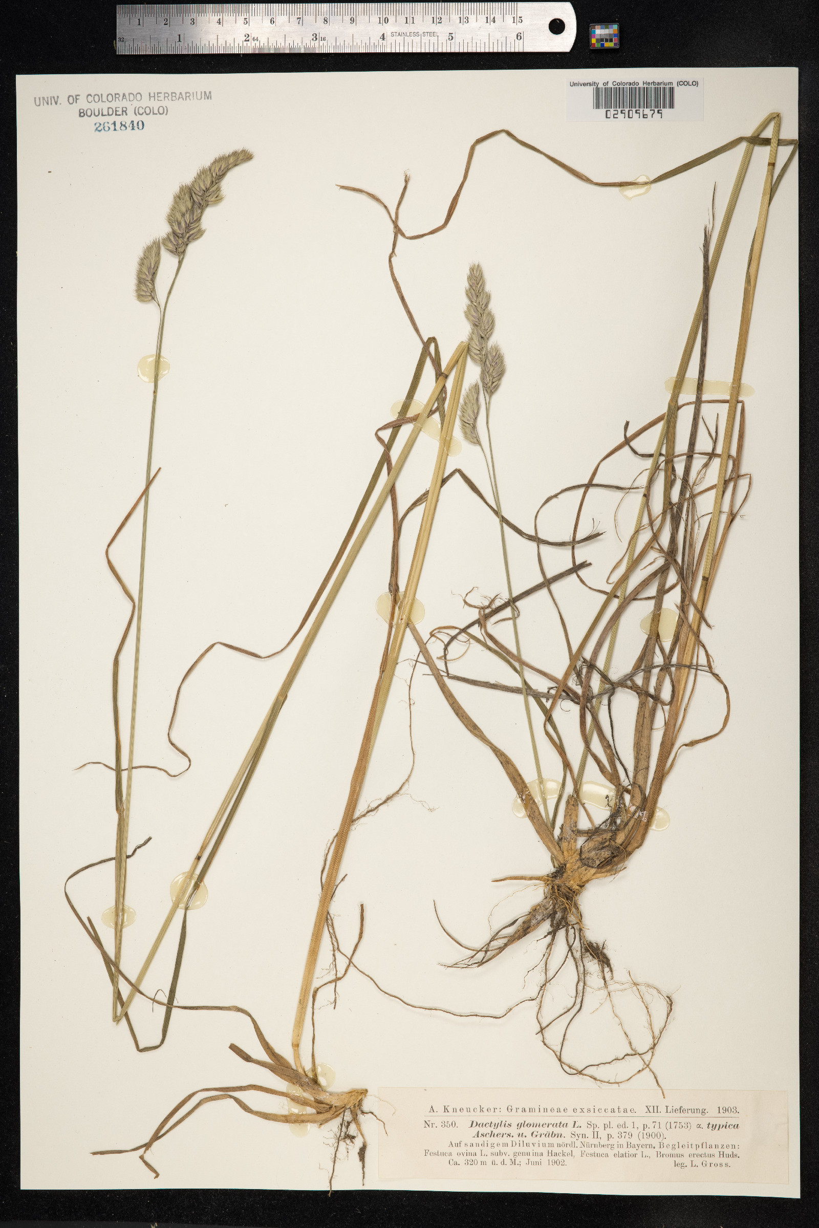 Dactylis glomerata image