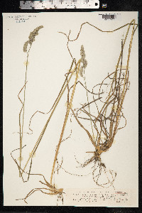 Dactylis glomerata image