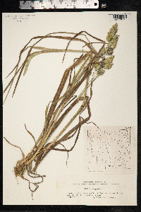 Dactylis glomerata image