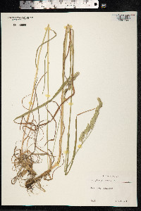 Dactylis glomerata image