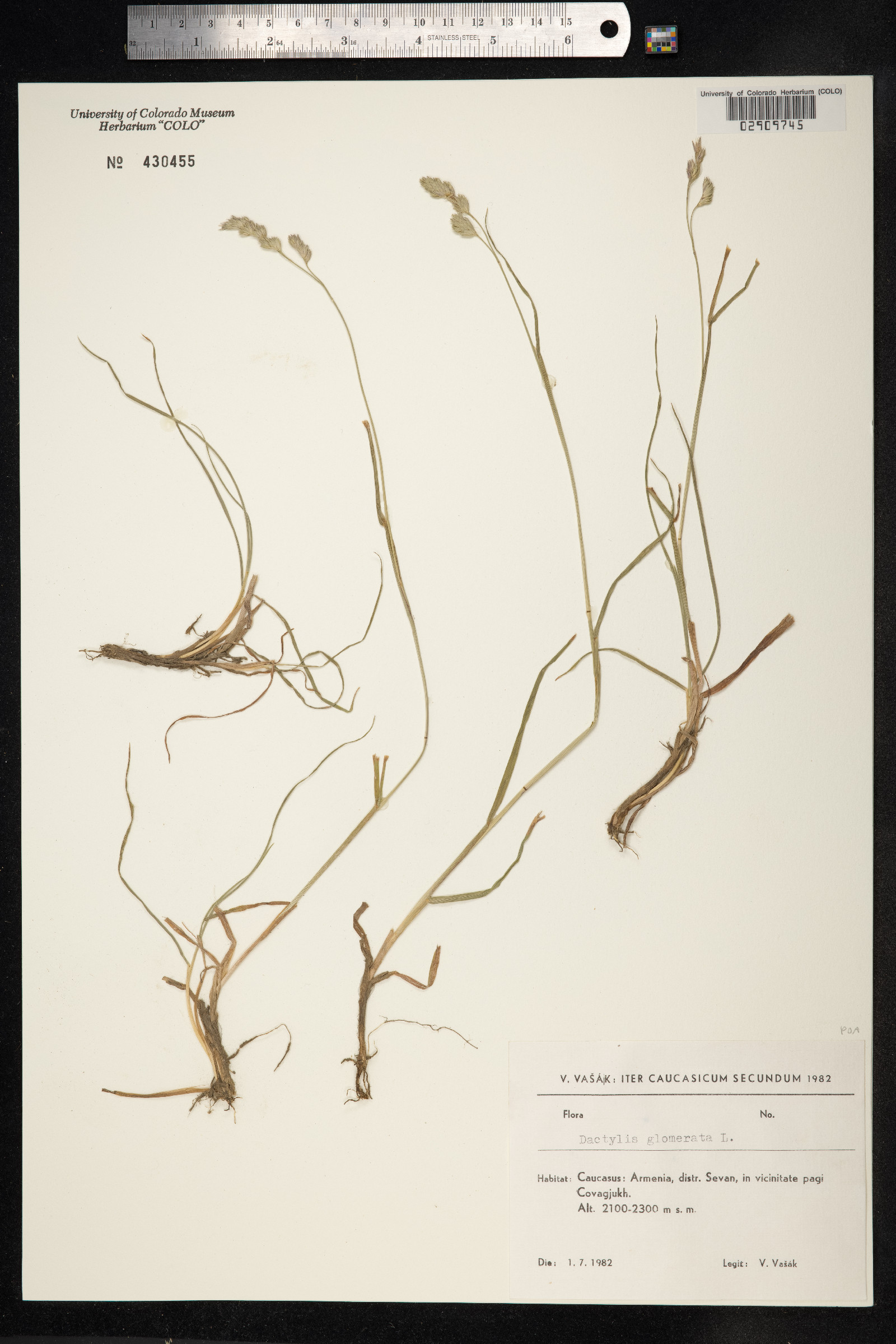 Dactylis glomerata image