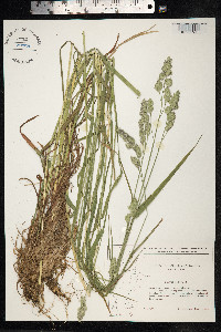 Dactylis glomerata image