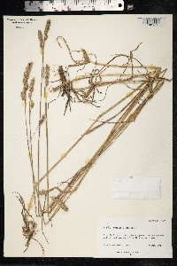 Dactylis glomerata image