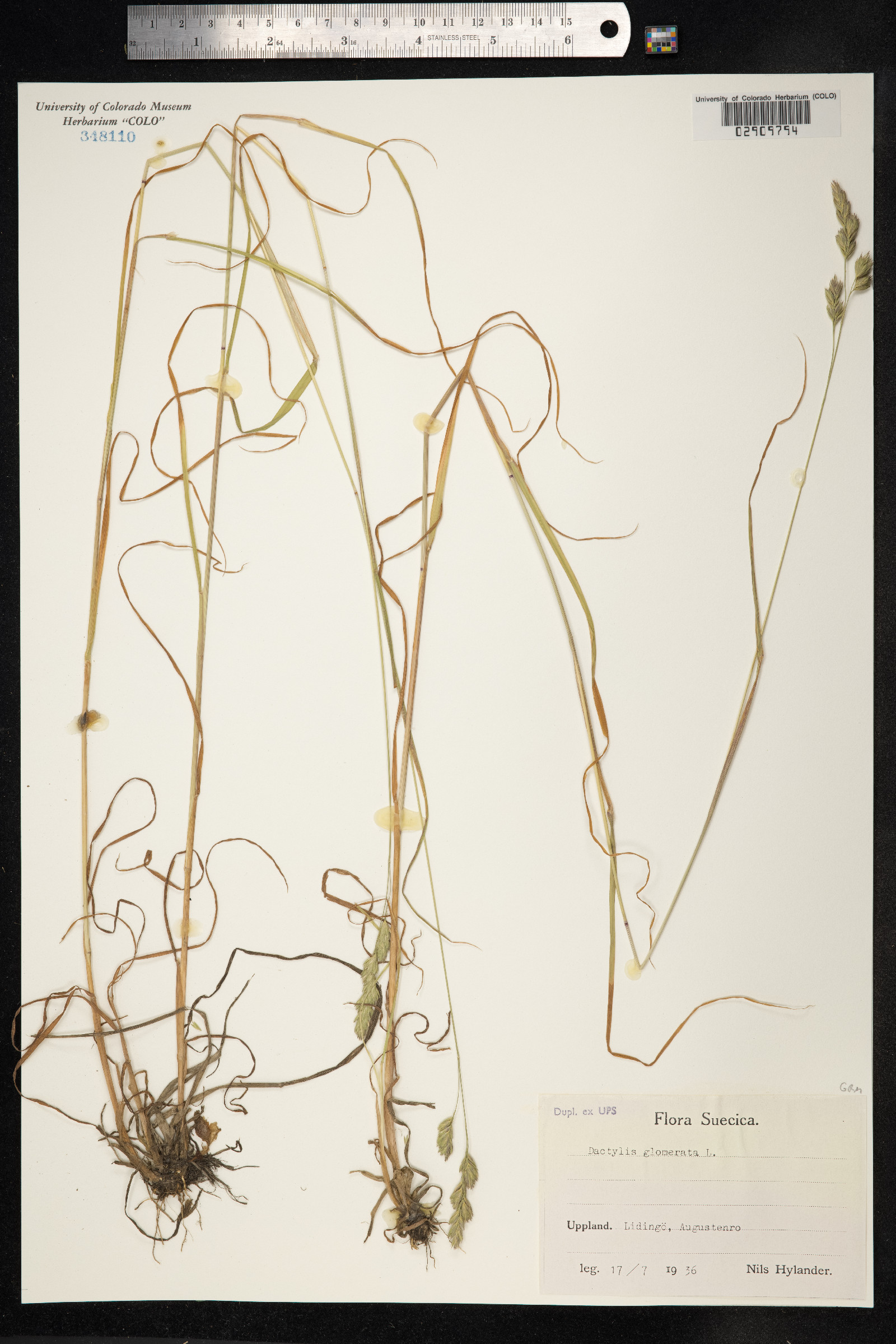 Dactylis glomerata image