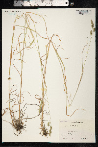 Dactylis glomerata image