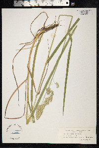Dactylis glomerata image