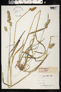 Dactylis glomerata image