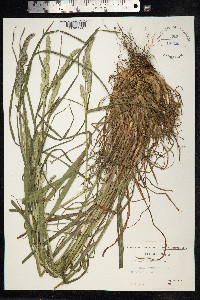 Dactylis glomerata image